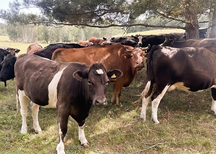 Gasiorowka Lodge Gasiorowo (Olsztyn)